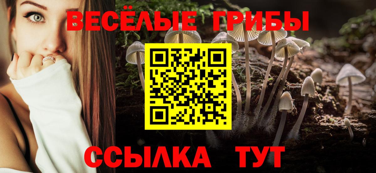 Галлюциногенные грибы Psilocybe  Вход с VPN  Будённовск 